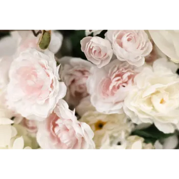Fresh White Rose 